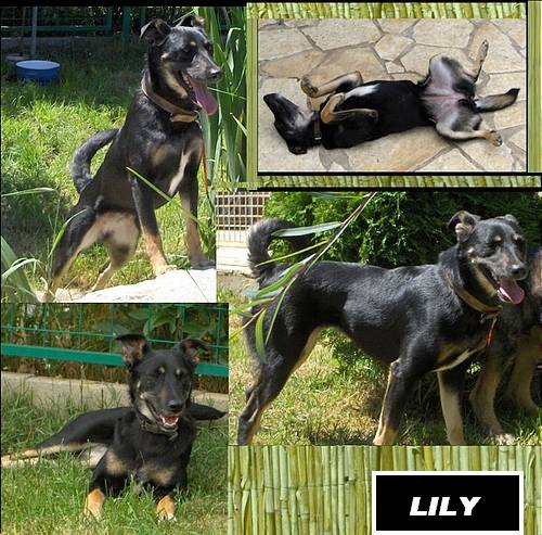 lily sonders arme kniehohe mix h�ndin hofft noch immer