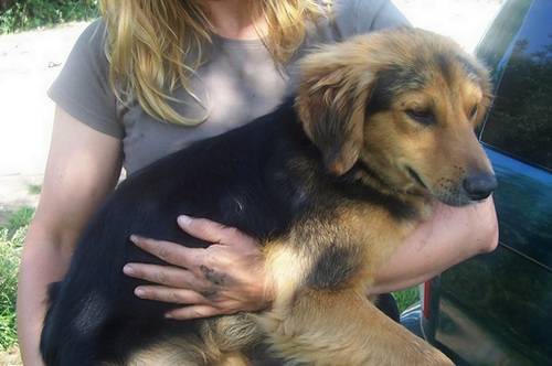 dandy wirklich unkomplizierter collie mix r�de kastriert
