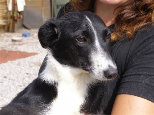 gipsy dackel bordercolliemixh�ndin