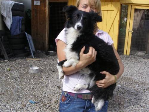 lisa bordercolliemixh�ndin