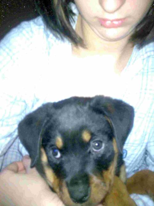 roteweilerbaby