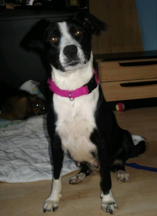 babe border collie mixh�ndin j an rassekundigen lebensp