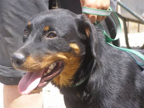 ronja rottweilermixh�ndin