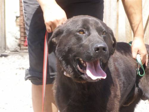 madoxx labradormix