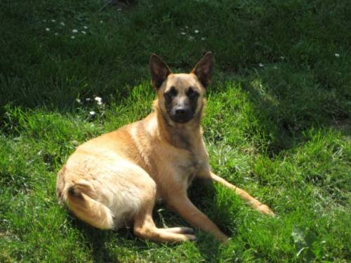 aisha malinoismixh�ndin