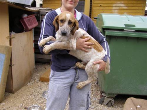 killian jagdhundmix