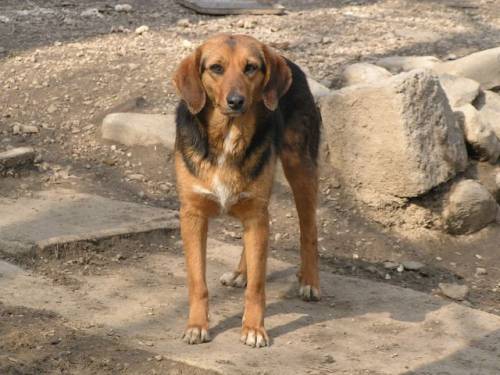 bejka beaglesch�fermixh�ndin