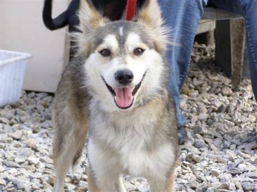 taiga minihusky