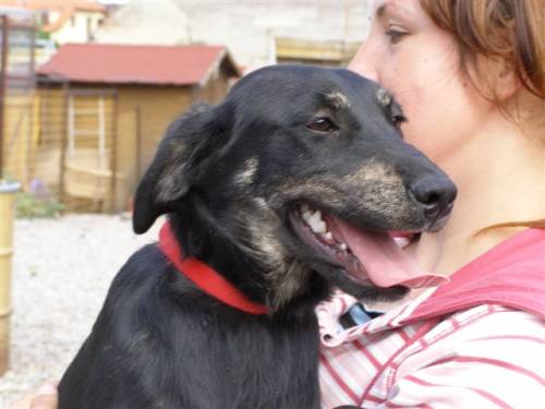 lobo labradormix