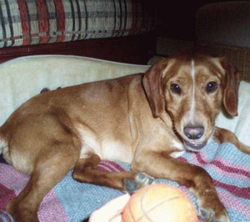 mexx labrador spanielmix