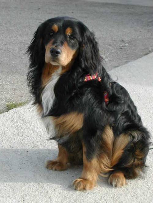 lucky spanielmix