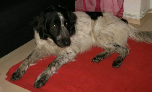balu aktiver j�hr setter mix r�de katzen kinderfreundlich