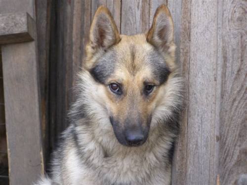 ambro sch�ferhuskymix