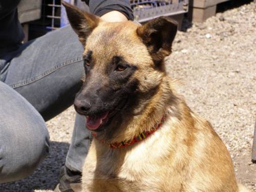 aisha malinoismixh�ndin
