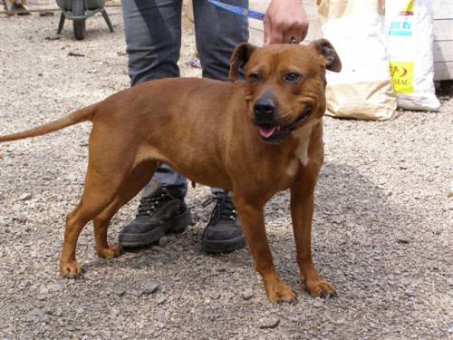mascha staffordshireterrier