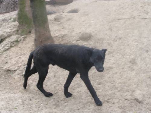 tony labradordoggenmix