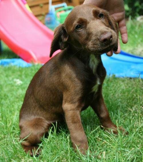 luna zugngliches vizsla mix mderl mon nur auf bestpl