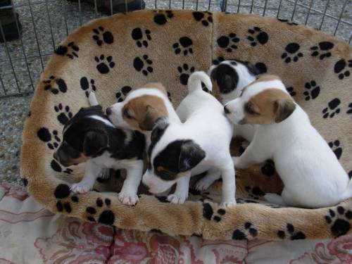  jack russel terrier zu vergeben