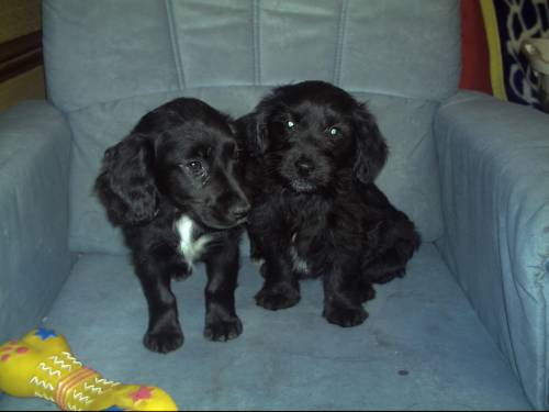schnauzer spaniel mischlinge