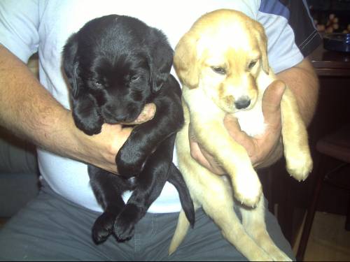labrador mischlinge