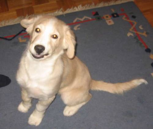 husky sch�fer mischling