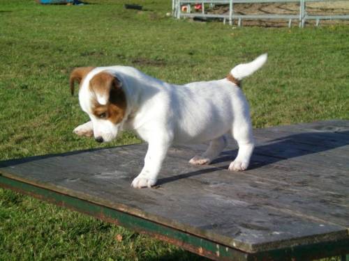 jack russell terrier