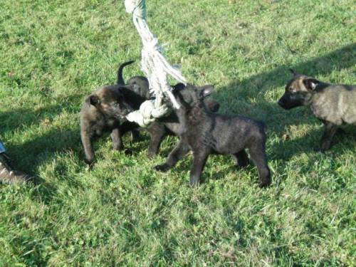 hollandse herder