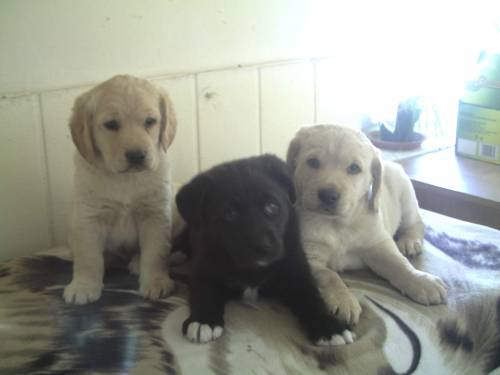 golden retriever labrador mischlinge