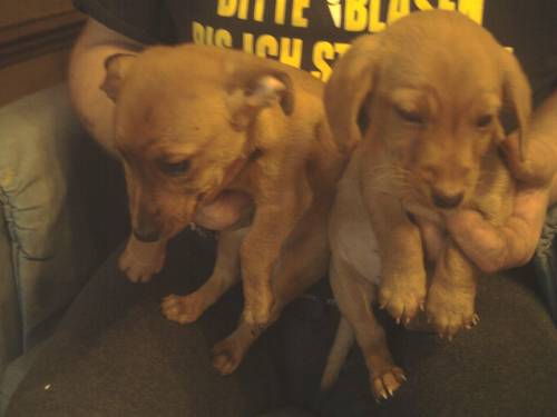 dackel pinscher mischlinge