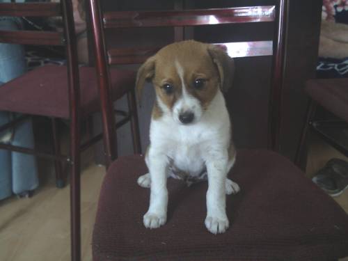 chihuahua jack russel mischling
