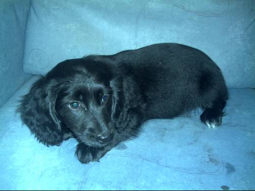 dackel spaniel mischling