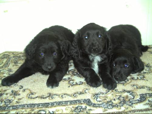 spaniel mischlinge