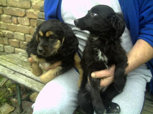 spaniel mix