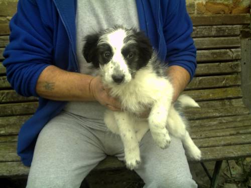 terrier mischling