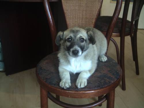 jack russel sheltie mischling