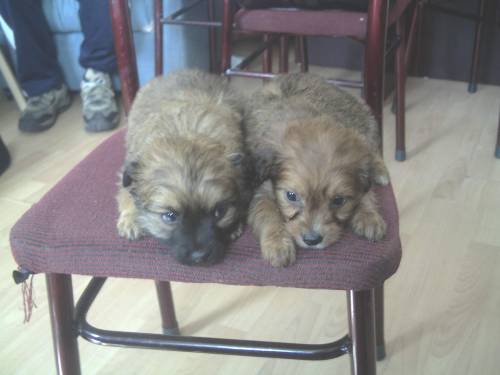 yorki mischlinge