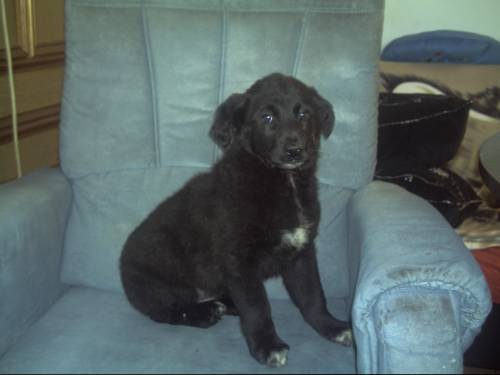 labrador mischling