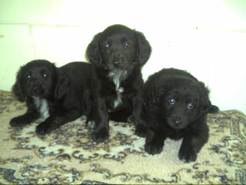 spaniel mischlinge