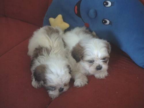shih tzu