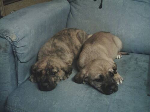 terrier mischlinge
