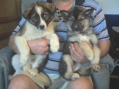 akita inu mischlinge