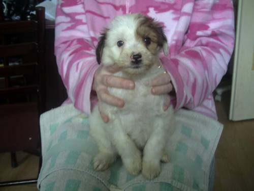 pudel spaniel mischling