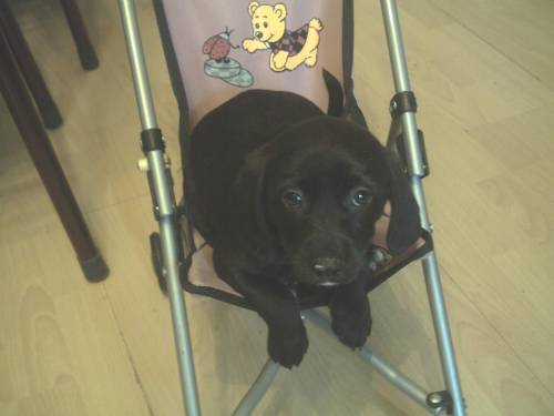 labrador mischling
