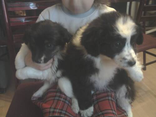 spaniel mischlinge