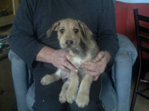schnauzer sch�fer mischling
