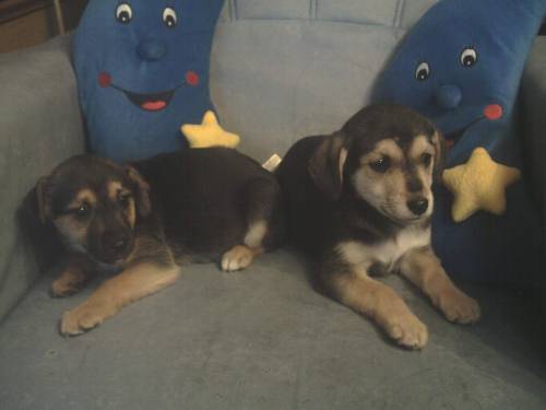 pinscher mischlinge