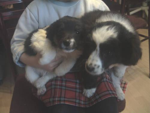 spaniel mischlinge