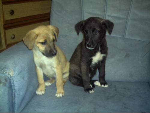 labrador mischlinge