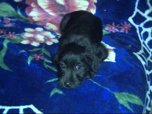 schnauzer labrador mix