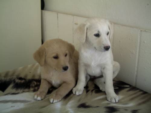 labrador mischlinge